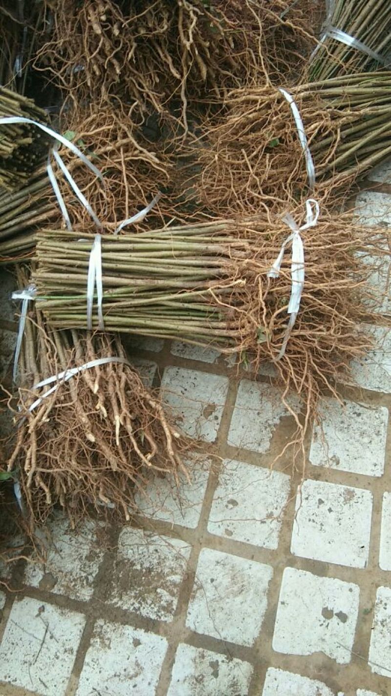 [标题]实生毛桃苗，基地直发量大从优100亩地全是苗，