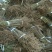 [标题]实生毛桃苗，基地直发量大从优100亩地全是苗，