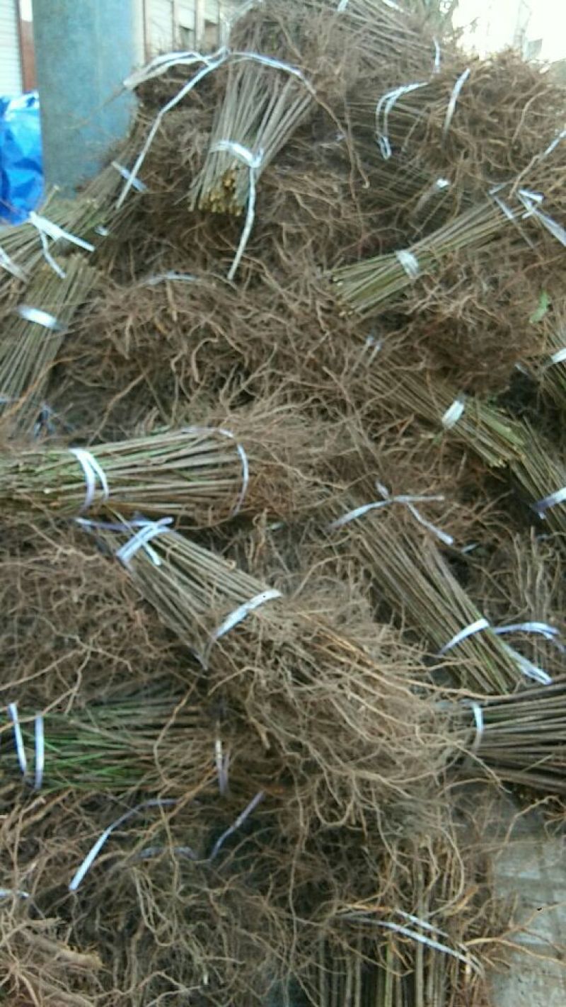 [标题]实生毛桃苗，基地直发量大从优100亩地全是苗，