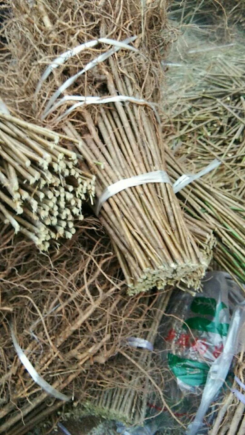 [标题]实生毛桃苗，基地直发量大从优100亩地全是苗，