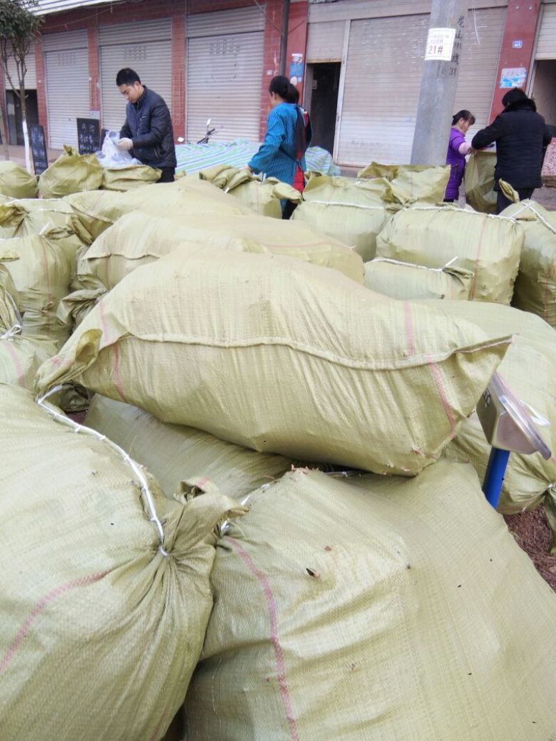 [标题]实生毛桃苗，基地直发量大从优100亩地全是苗，