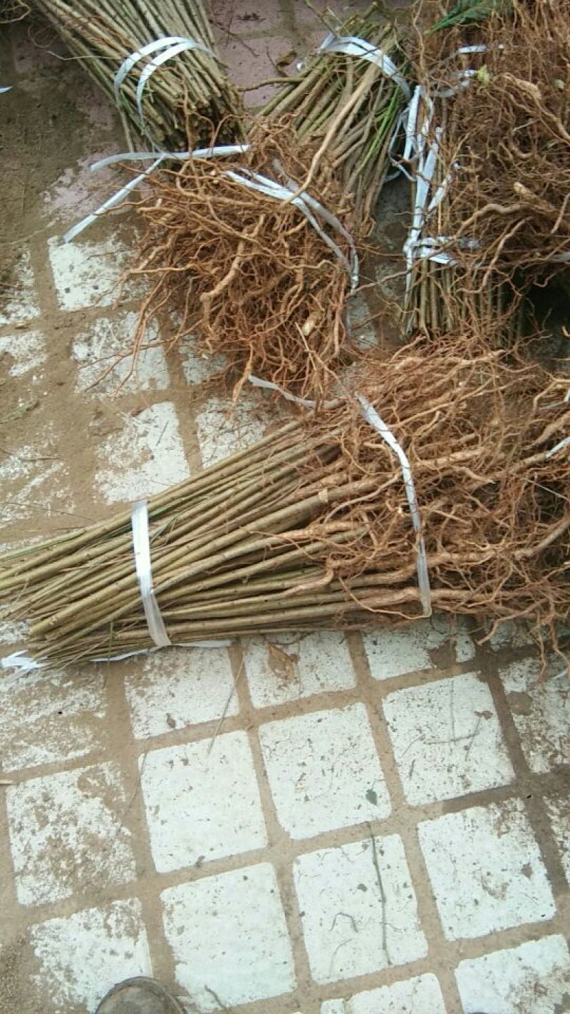 [标题]实生毛桃苗，基地直发量大从优100亩地全是苗，