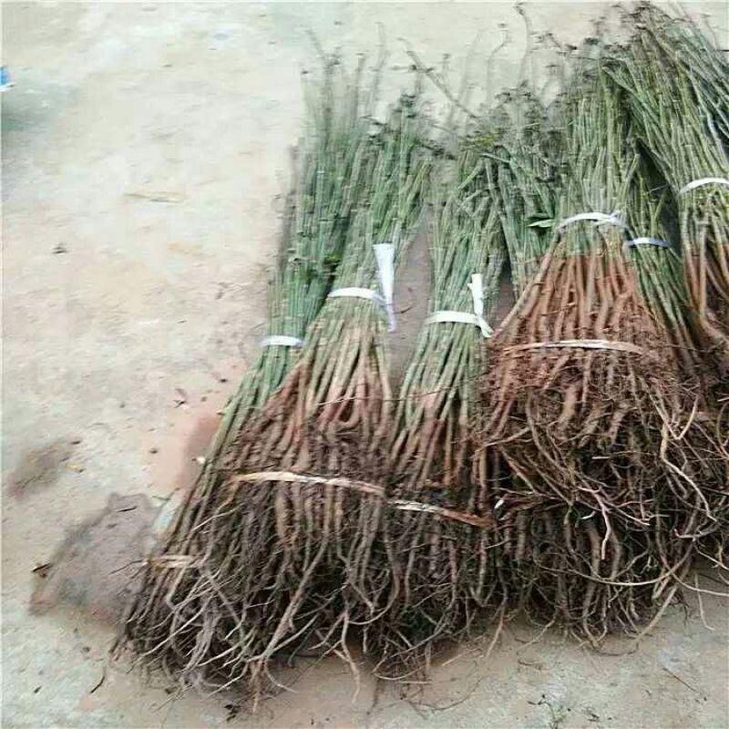 核桃苗保湿发货，保质保量
