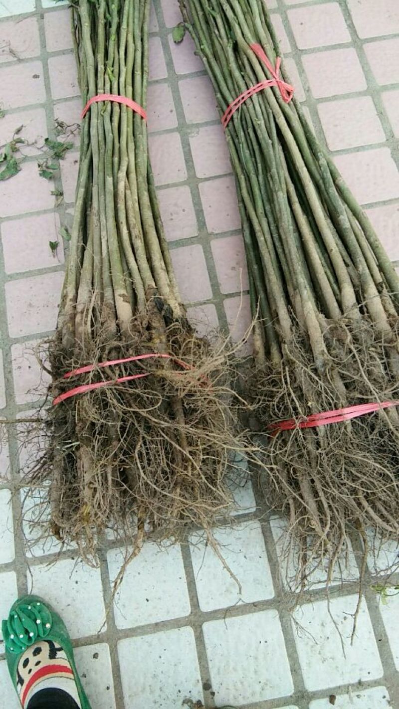 核桃苗保湿发货，保质保量