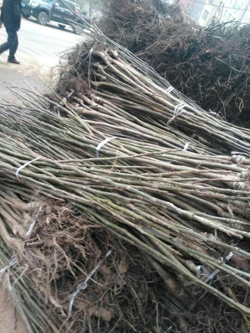 川早核桃苗50~100cm1~2年