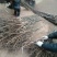 川早核桃苗50~100cm1~2年