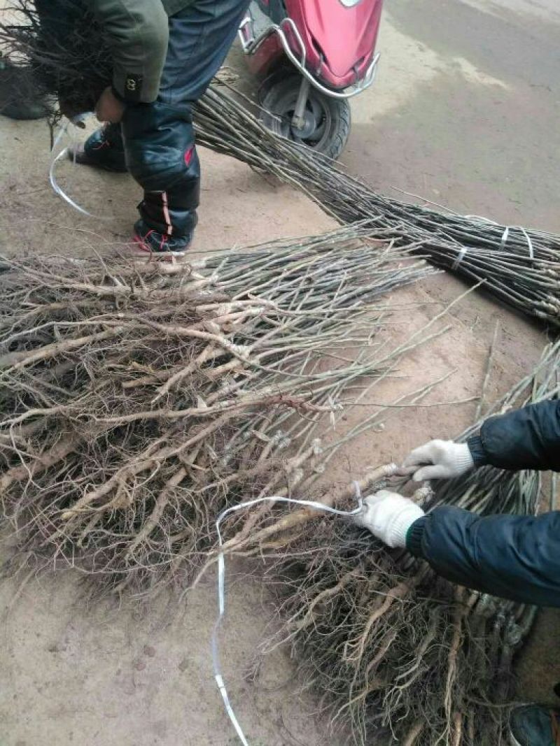 川早核桃苗50~100cm1~2年
