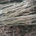 川早核桃苗50~100cm1~2年