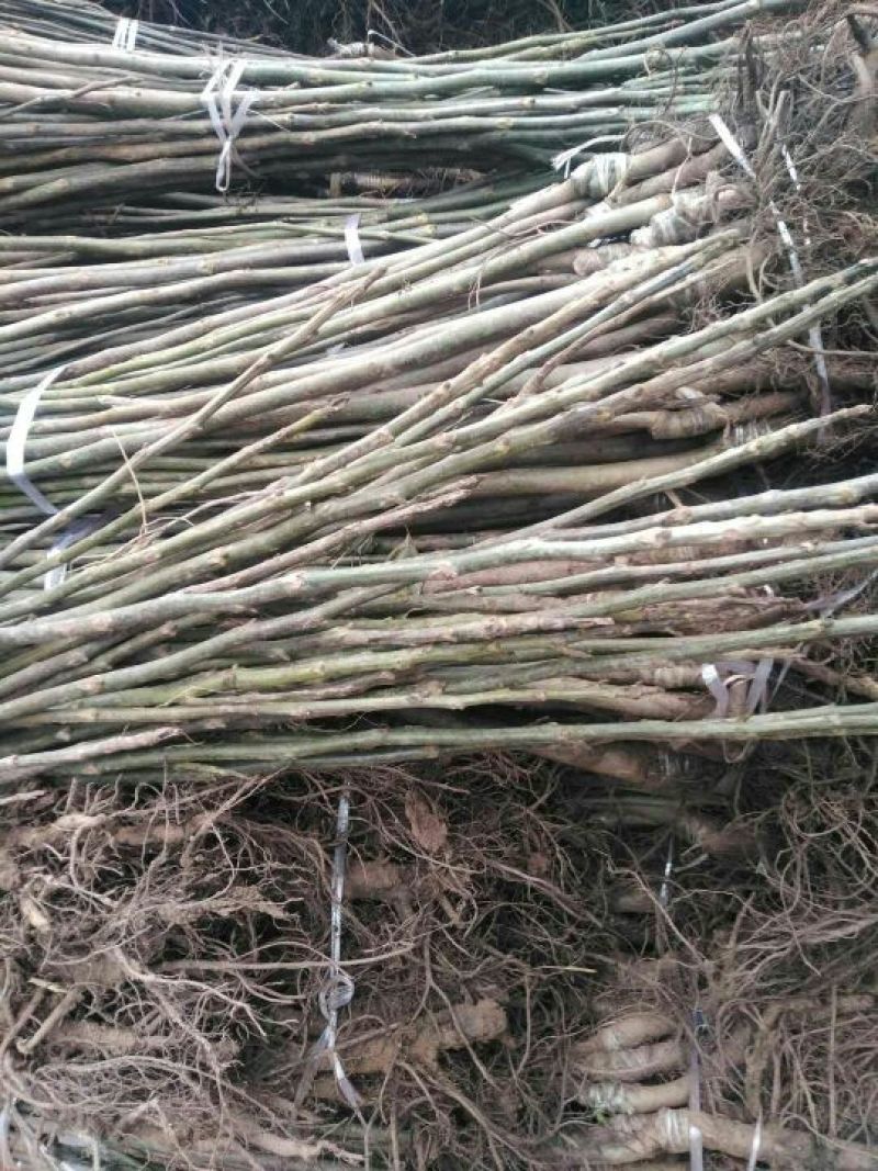 川早核桃苗50~100cm1~2年