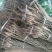 川早核桃苗50~100cm1~2年