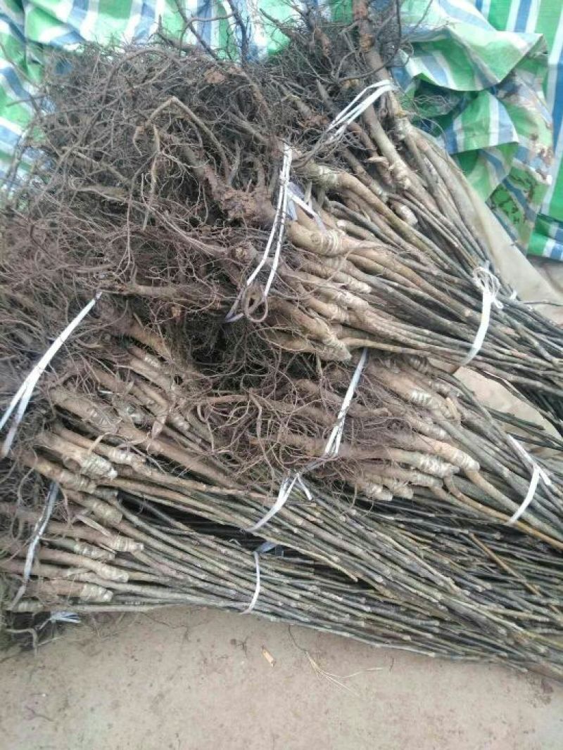 川早核桃苗50~100cm1~2年