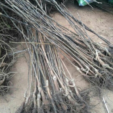川早核桃苗50~100cm1~2年