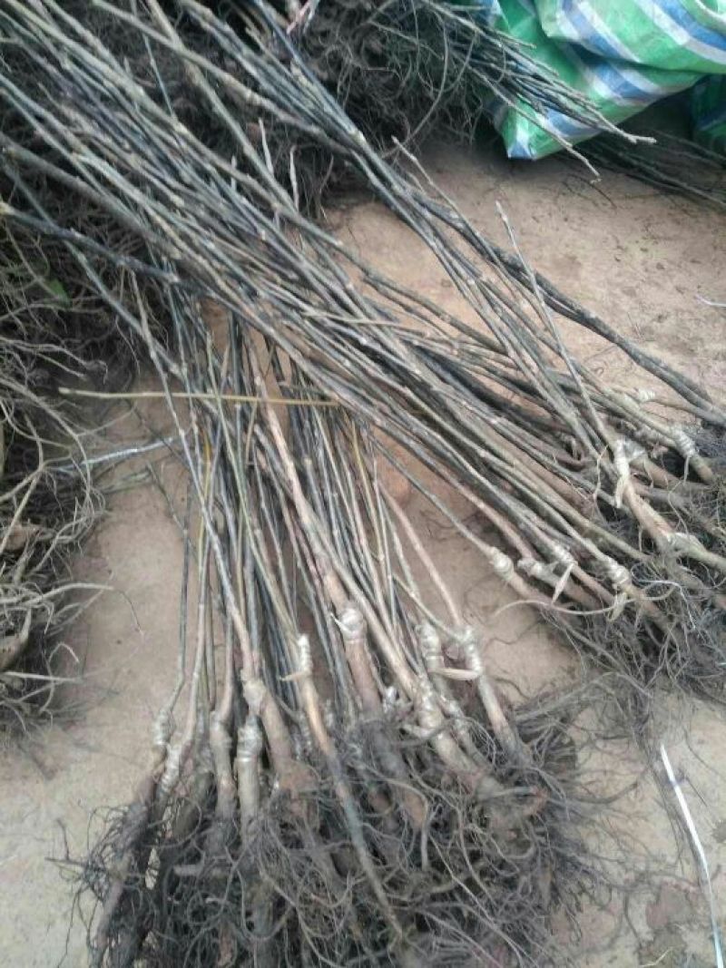 川早核桃苗50~100cm1~2年