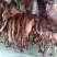 马肉鲜货