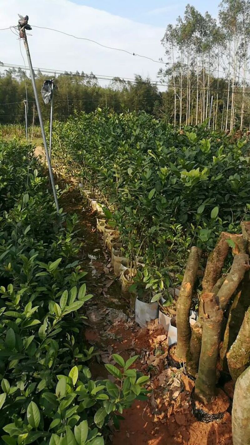 香水柠檬树苗30~50cm