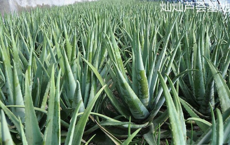 芦荟库拉索美容大芦荟20斤以上