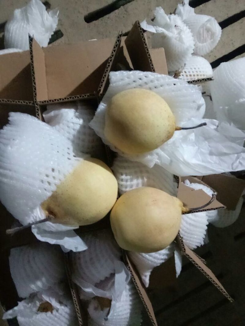 河北鸭梨货源充足价格便宜产地直发一手货源