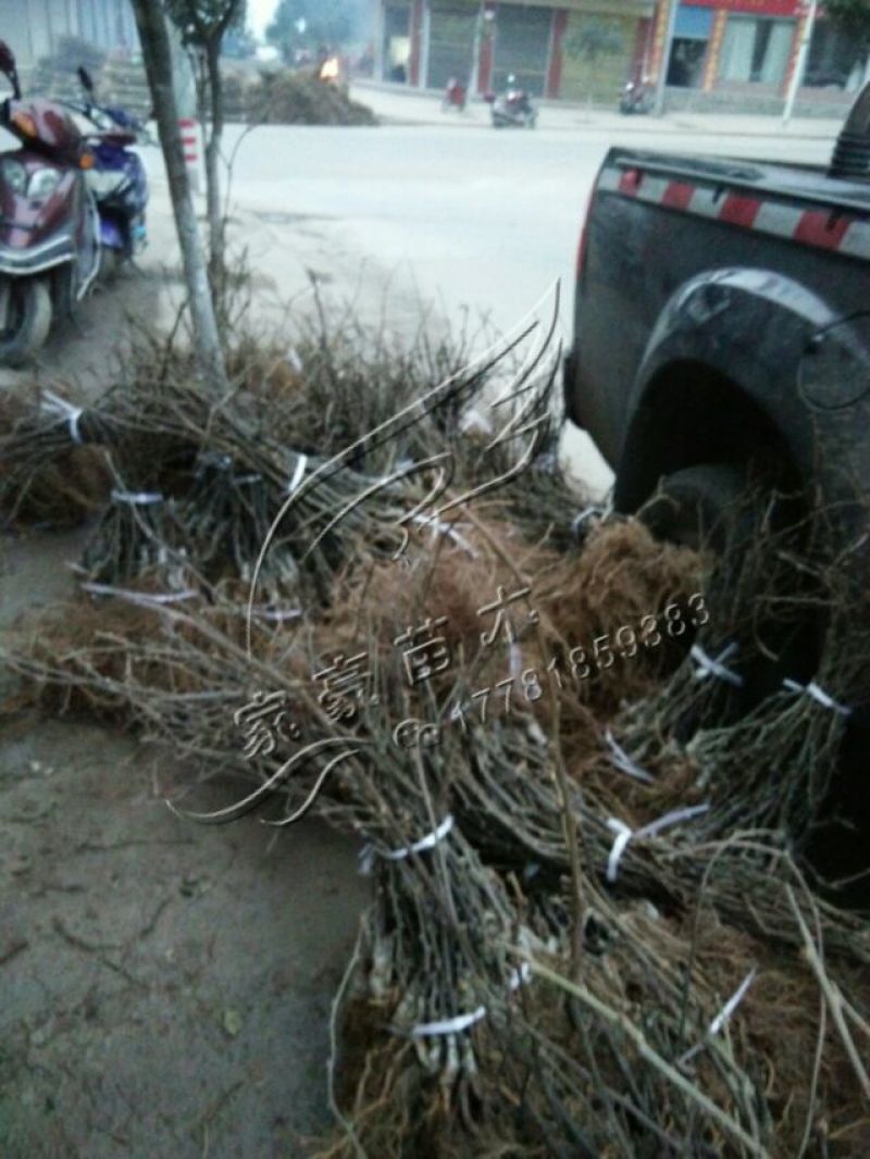 红心红阳嫁接苗，基地直发，死苗免费补发，