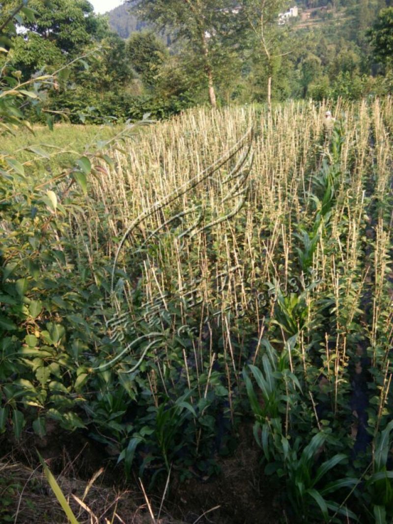 红心红阳嫁接苗，基地直发，死苗免费补发，