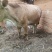 晋南牛400Kg