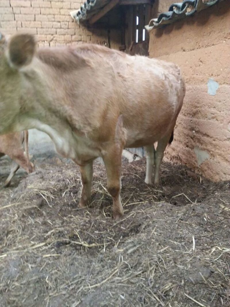 晋南牛400Kg