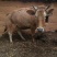 晋南牛400Kg