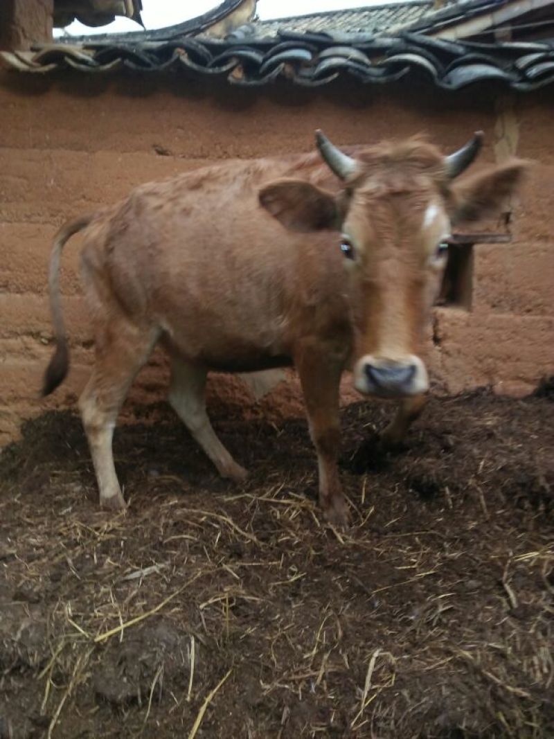 晋南牛400Kg