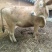 晋南牛400Kg
