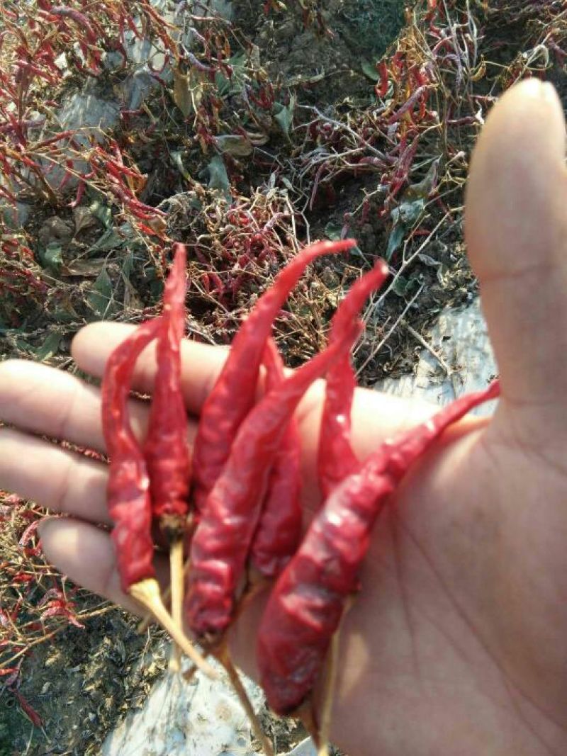 北京红干辣椒8.5成干上通货上市了需要的联系