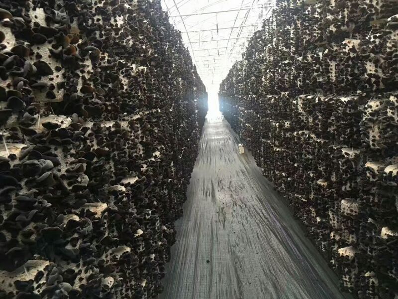 黑木耳一级