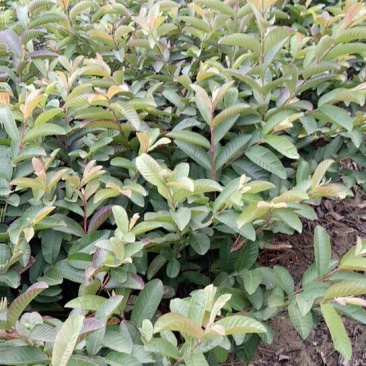 番石榴苗30~50cm