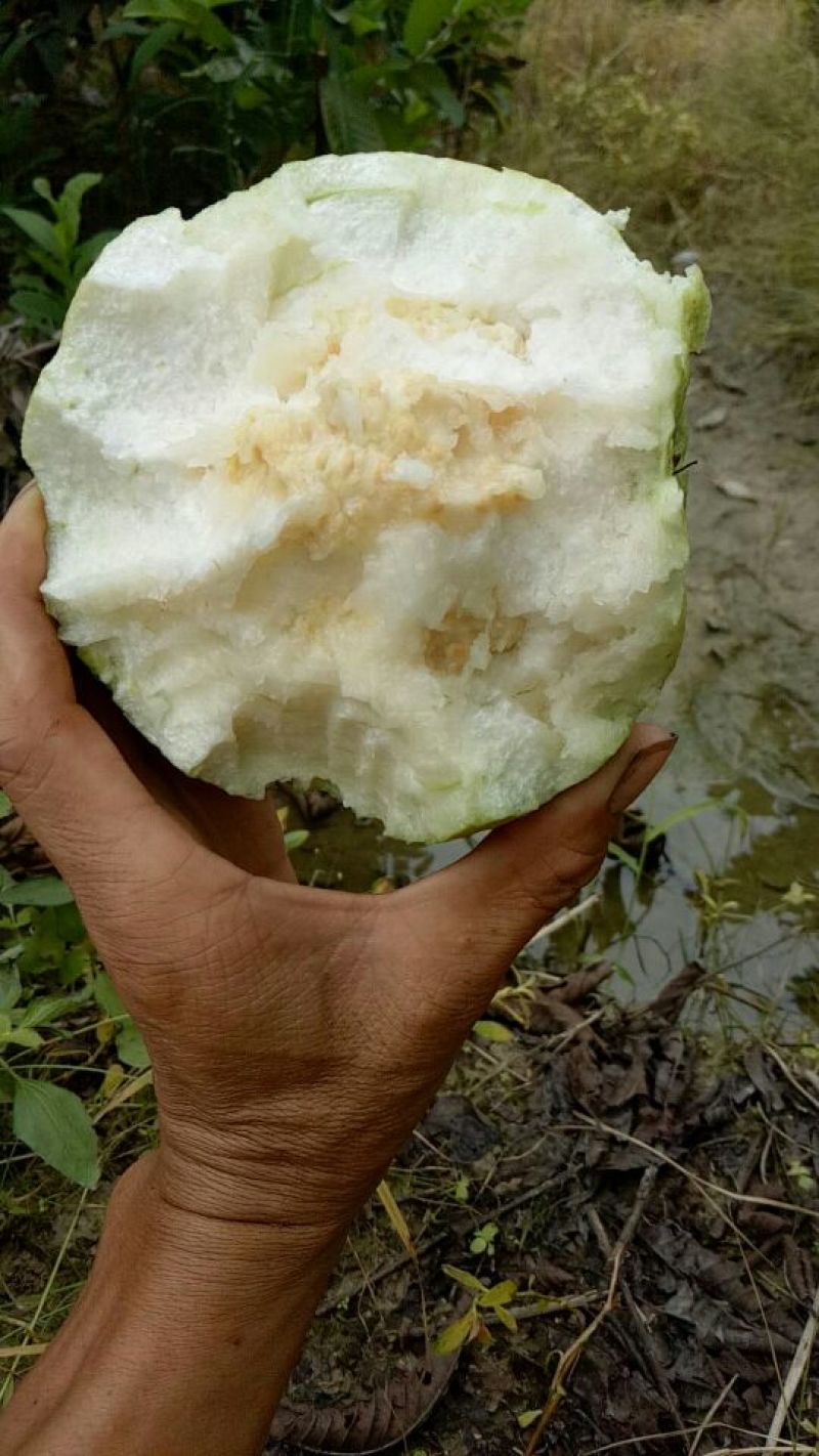 番石榴苗30~50cm