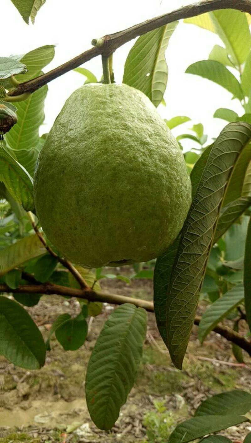 番石榴苗30~50cm