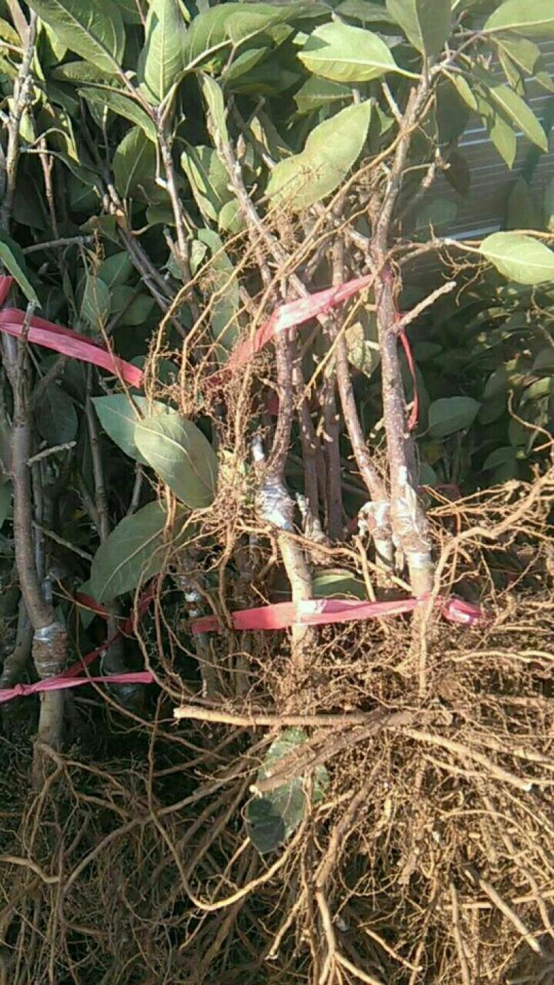 苹果树盆景观赏吃果两相宜，是陶冶情操，放松身心的佳品