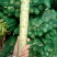 莴苣1.5~2斤50~60cm