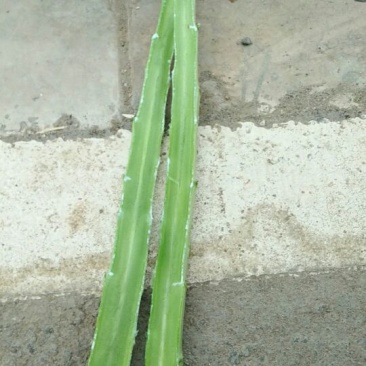 莴苣1.5~2斤50~60cm