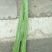 莴苣1.5~2斤50~60cm