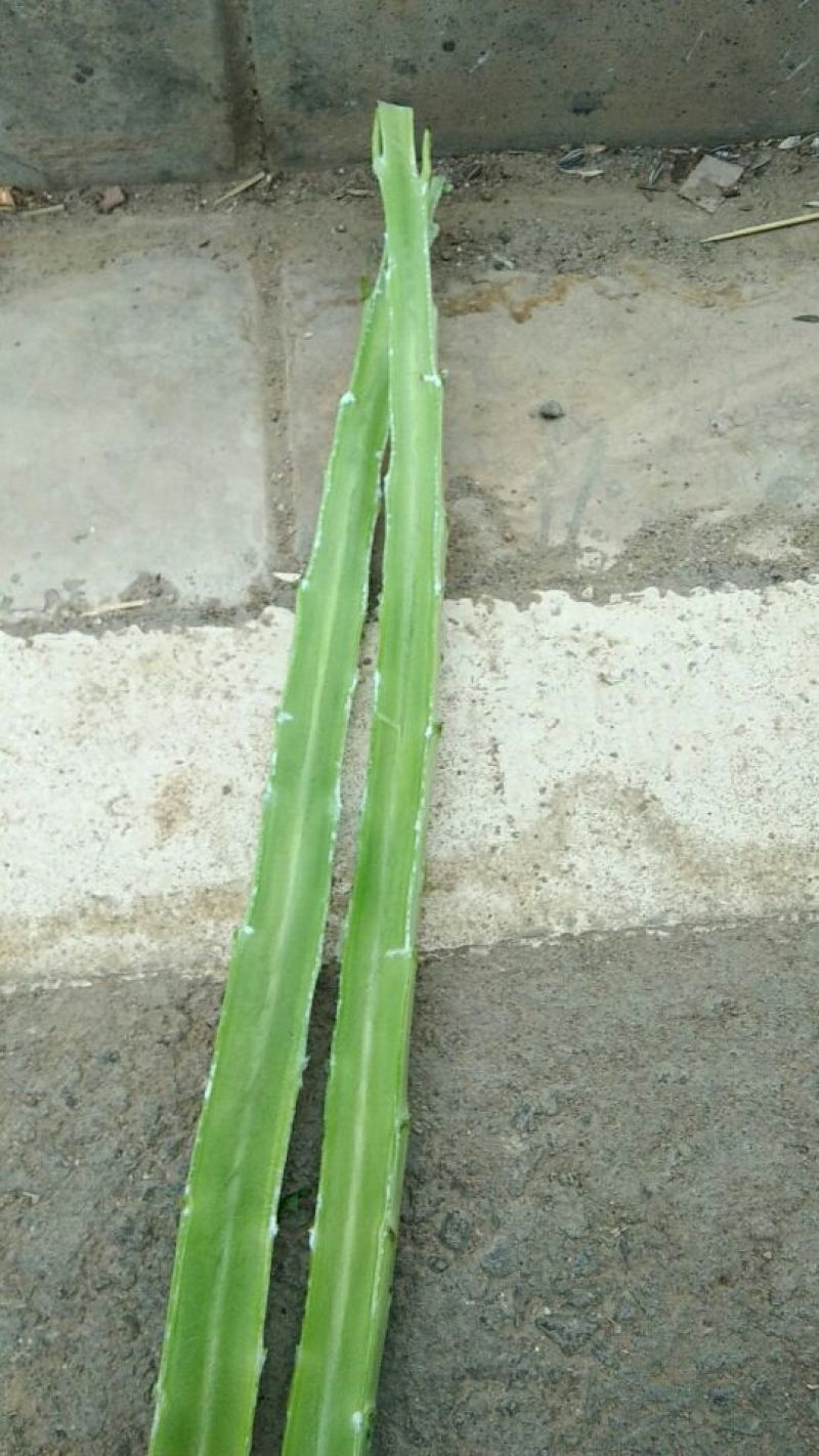 莴苣1.5~2斤50~60cm