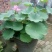 荷花50~60cm