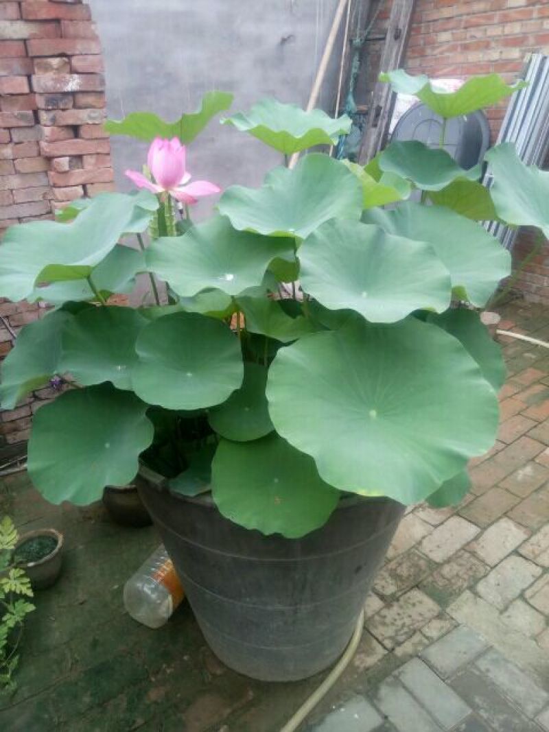 荷花50~60cm