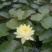 荷花50~60cm