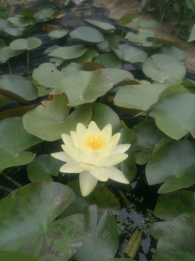 荷花50~60cm