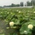 荷花50~60cm