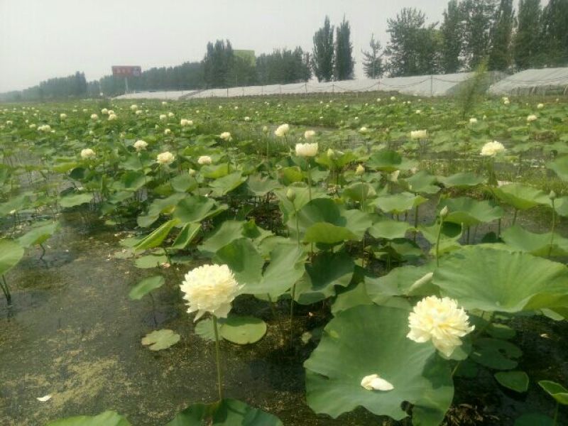荷花50~60cm