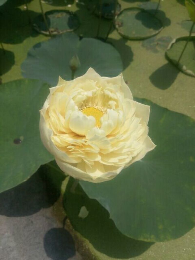 荷花50~60cm