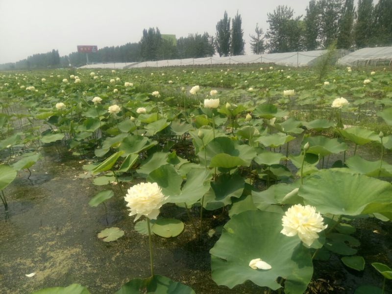 荷花50~60cm
