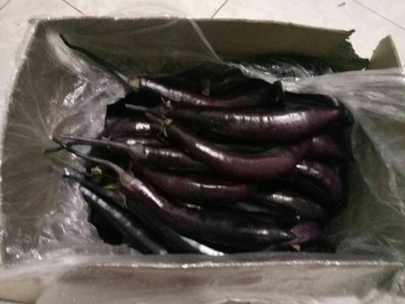 茄子圆茄，长茄，茄王