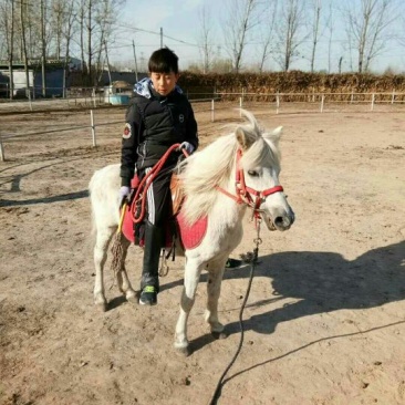 矮马100~200kg