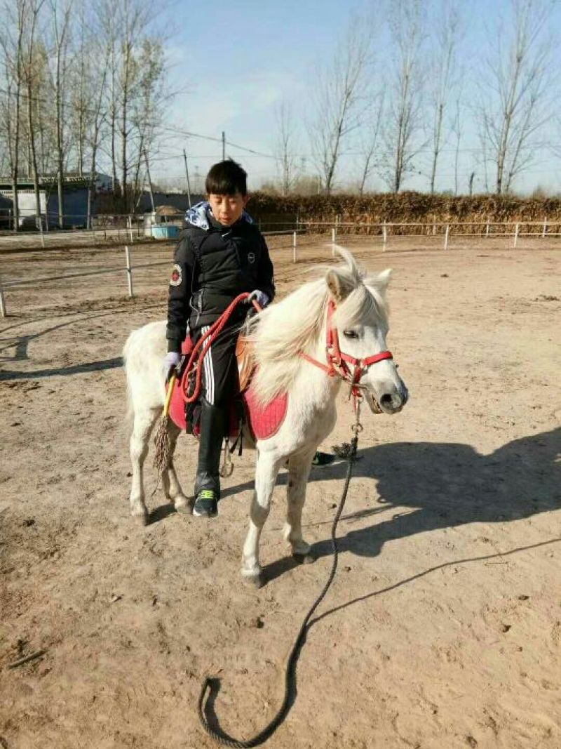 矮马100~200kg