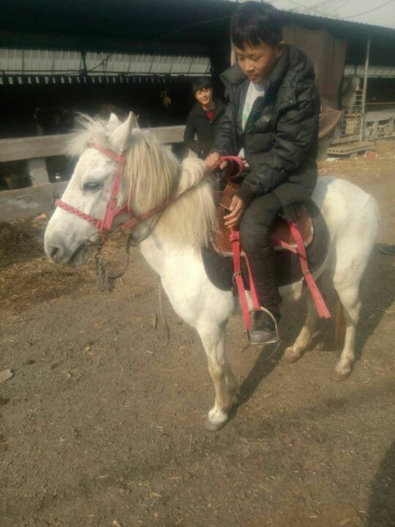矮马100~200kg